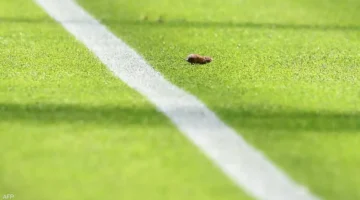 فيديو مسرب.. فأر في الكامب نو يقلب موازين السخرية ضد نادي برشلونة